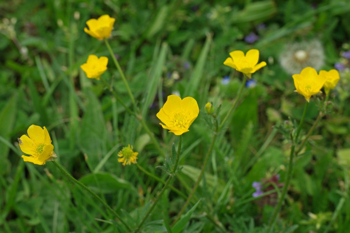 ranunculus-bulbosus-vivero-los-boldos