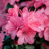 Azalea