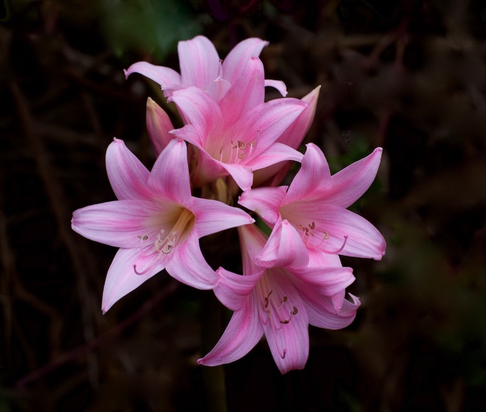 Azucena rosada – Vivero Los Boldos