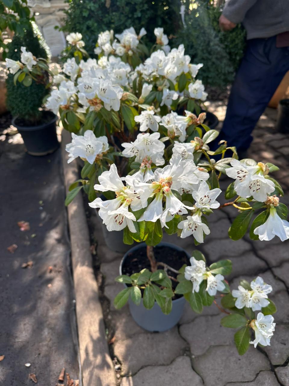 Rododendro 