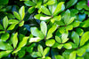 skimmia
