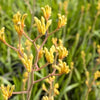 Anigozanthos amarillos