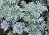 Artemisia