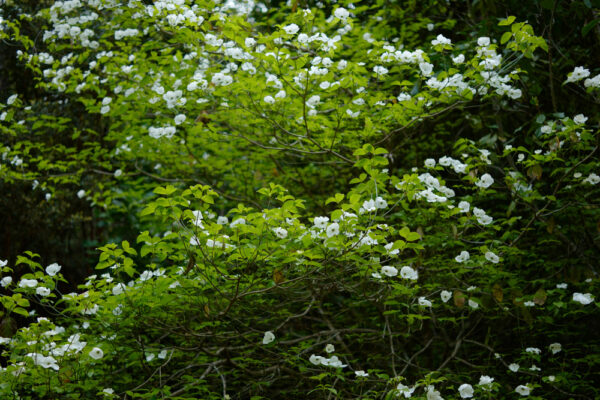 Cornus sanguinea - Imagen 2