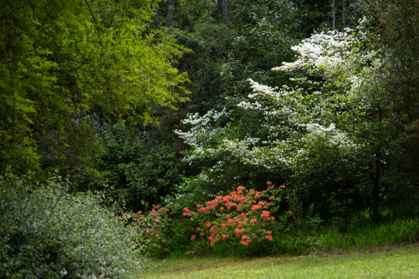 Cornus sanguinea - Imagen 4