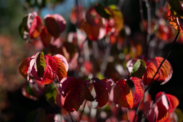 Cornus sanguinea - Imagen 3