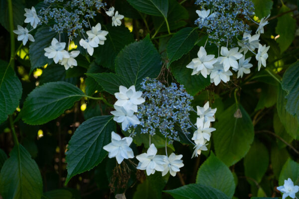 Hortensia - Imagen 2