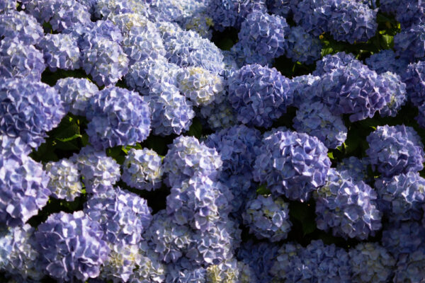 Hortensia - Imagen 3